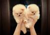 Puppies for sale Canada, Ontario, Toronto Pomeranian Spitz