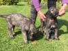 Puppies for sale Tajikistan, Dushanbe Irish Wolfhound