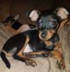 Puppies for sale Moldova, Chisinau Miniature Pinscher