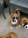 Puppies for sale Tajikistan, Dushanbe Boxer