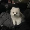 Puppies for sale Estonia, Tartu Pomeranian Spitz