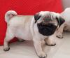 Puppies for sale Estonia, Sillamyae Pug