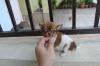 Puppies for sale Netherlands, Amsterdam Chihuahua