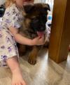 Puppies for sale Spain, Valencia German Shepherd Dog