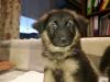 Puppies for sale Austria, Linz German Shepherd Dog