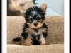 Puppies for sale Germany, Bremen Yorkshire Terrier