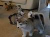 Puppies for sale Finland, Helsinki , Alaskan Malamute