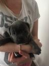 Puppies for sale Greece, Athens Staffordshire Bull Terrier