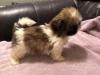 Puppies for sale Greece, Thessaloniki Shih Tzu