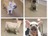 Puppies for sale Spain, Seville French Bulldog