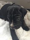 Puppies for sale Czech Republic, Prague Other breed, cane corsos