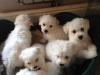 Puppies for sale Cyprus, Nicosia Bichon