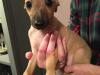 Puppies for sale Spain, Madrid Italian Greyhound