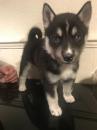 Puppies for sale Austria, Vienna Haski, siberian husky