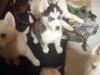 Puppies for sale Germany, Frankfurt an der Oder Haski