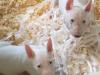 Puppies for sale Portugal, Lisbon Bull Terrier