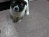 Puppies for sale Cyprus, Nicosia Akita