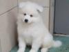 Puppies for sale Finland, Helsinki Samoyed dog (Samoyed)