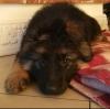 Puppies for sale France, Marseille German Shepherd Dog