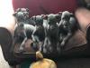 Puppies for sale Sweden,  Italian Greyhound