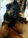 Puppies for sale Czech Republic, Presov German Shepherd Dog