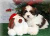 Puppies for sale Malta, Valletta Lhasa Apso