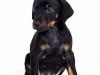 Puppies for sale Spain, Madrid Doberman