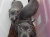Puppies for sale Sweden, Stockholm Staffordshire Bull Terrier