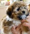 Puppies for sale Czech Republic, Prague Lhasa Apso