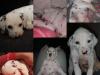 Puppies for sale Sweden, Malmo Dalmatian