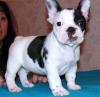 Puppies for sale Azerbaijan, Azerbaijan French Bulldog