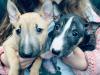 Puppies for sale Germany, Dusseldorf Bull Terrier