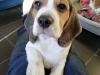 Puppies for sale Cyprus, Limassol Beagle