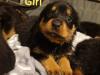 Puppies for sale Germany, Baden-Baden Rottweiler