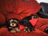 Puppies for sale Cyprus, Limassol Yorkshire Terrier