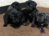 Puppies for sale Hungary, Budapest Other breed, Cane Corso
