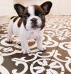 Puppies for sale Netherlands, Amsterdam French Bulldog