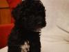 Puppies for sale Hungary, Budapest Toy-poodle