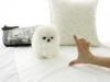 Puppies for sale Cyprus, Nicosia Pomeranian Spitz