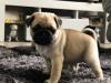 Puppies for sale Germany, Dortmund Pug