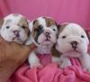 Puppies for sale Netherlands, Amsterdam English Bulldog