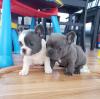 Puppies for sale Spain, Barcelona French Bulldog