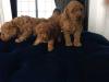 Puppies for sale Netherlands, Toy-poodle