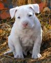 Puppies for sale Netherlands, American Pit-Bull Terrier