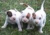 Puppies for sale Sweden,  American Pit-Bull Terrier