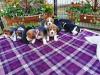 Puppies for sale Belarus, Minsk Beagle