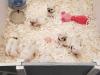 Puppies for sale Malta,  , puggle
