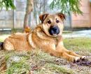Отдам щенка в добрые руки Россия, Москва Метис, 6 мес Джеки идеальный пес для загородного дома!