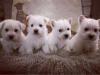 Puppies for sale Malta, Valletta West Highland White Terrier