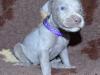 Puppies for sale Hungary, Budapest Weimaraner